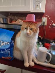 Lost Male Cat last seen Harris bridge, Dallas, GA 30157