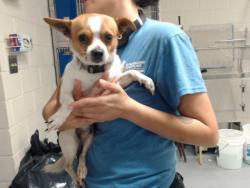 Shelter Stray Male Dog last seen Near BLOCK BROOK LN, SPRING LAKE NC 28390, 4704 Corporation Dr, Fayetteville, NC 28306, USA