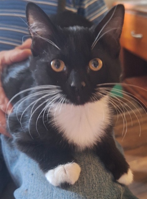 Shelter Stray Female Cat last seen Near BLOCK S MIDDLEPARK LN, WEST VALLEY CITY UT 84119, 4522 W 3500 S, West Valley City, UT 84120, USA