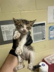 Shelter Stray Male Cat last seen ELEANOR AVE & FAIRFIELD ST, 2127 Front St, Sacramento, CA 95818, USA