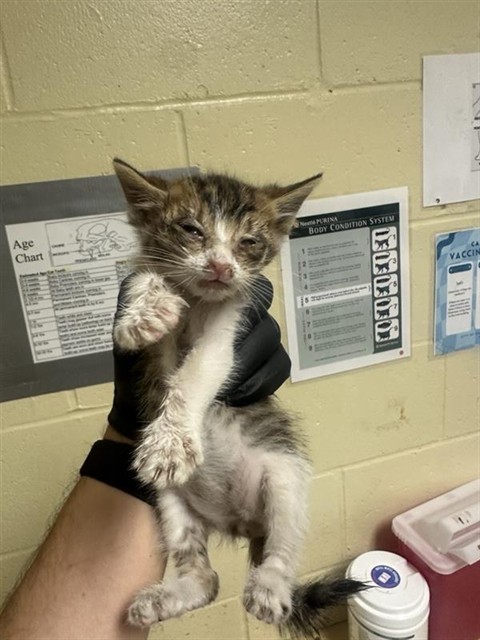 Shelter Stray Male Cat last seen ELEANOR AVE & FAIRFIELD ST, 2127 Front St, Sacramento, CA 95818, USA
