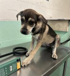 Shelter Stray Male Dog last seen ALHAMBRA BLVD & H ST, 2127 Front St, Sacramento, CA 95818, USA