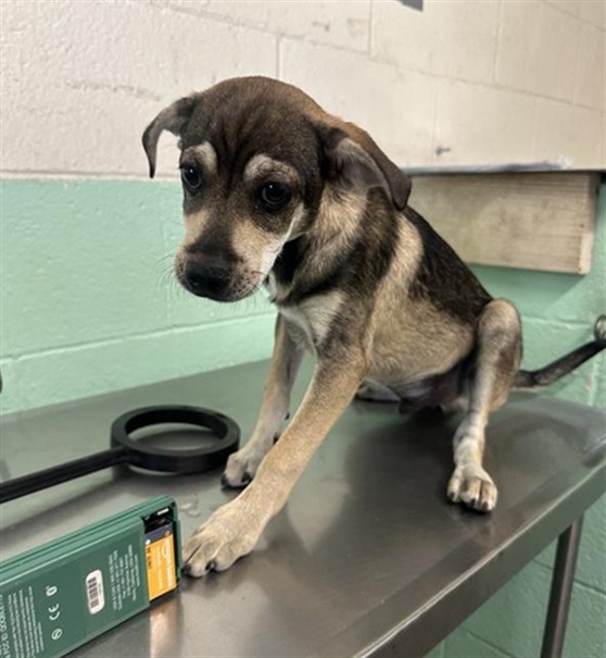 Shelter Stray Male Dog last seen ALHAMBRA BLVD & H ST, 2127 Front St, Sacramento, CA 95818, USA