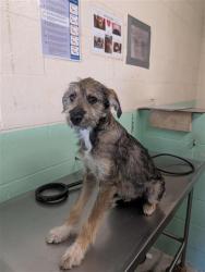 Shelter Stray Male Dog last seen ALHAMBRA BLVD & H ST, 2127 Front St, Sacramento, CA 95818, USA