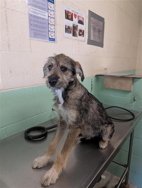 Shelter Stray Male Dog last seen ALHAMBRA BLVD & H ST, 2127 Front St, Sacramento, CA 95818, USA