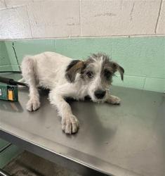 Shelter Stray Male Dog last seen ALHAMBRA BLVD & H ST, 2127 Front St, Sacramento, CA 95818, USA