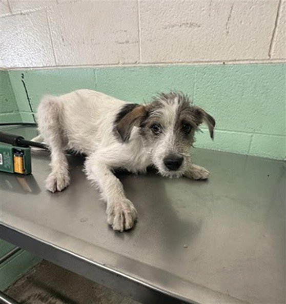 Shelter Stray Male Dog last seen ALHAMBRA BLVD & H ST, 2127 Front St, Sacramento, CA 95818, USA