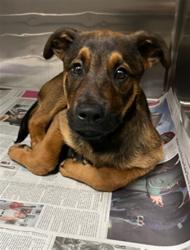 Shelter Stray Male Dog last seen , 14409 Vanowen St, Van Nuys, CA 91405, USA