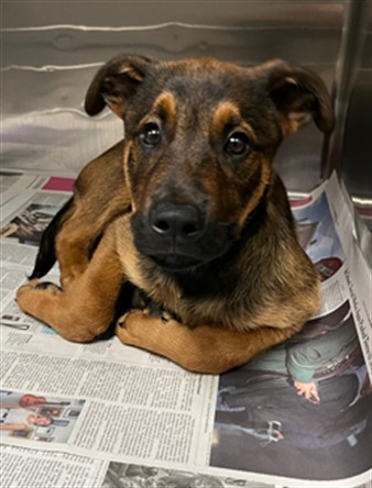 Shelter Stray Male Dog last seen , 14409 Vanowen St, Van Nuys, CA 91405, USA