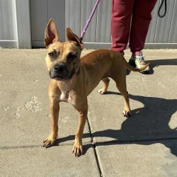 Shelter Stray Female Dog last seen Near BLOCK N WESTERN PKWY, 3528 Newburg Rd, Louisville, KY 40218, USA