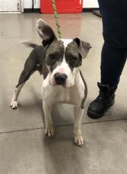 Shelter Stray Female Dog last seen Near BLOCK C ST, FRESNO CA 93706 3802, 5277 E Airways Blvd, Fresno, CA 93727, USA