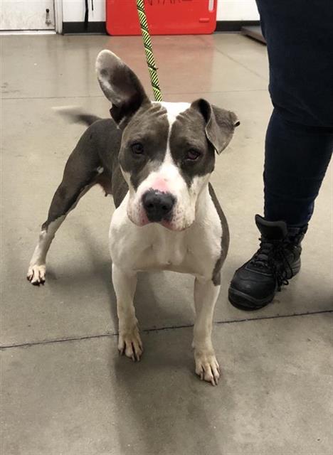 Shelter Stray Female Dog last seen Near BLOCK C ST, FRESNO CA 93706 3802, 5277 E Airways Blvd, Fresno, CA 93727, USA