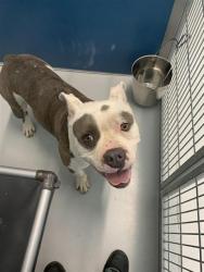 Shelter Stray Male Dog last seen Near BLOCK N ELLENDALE AVE, FRESNO CA 93722 9151, 5277 E Airways Blvd, Fresno, CA 93727, USA