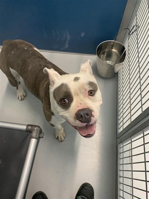 Shelter Stray Male Dog last seen Near BLOCK N ELLENDALE AVE, FRESNO CA 93722 9151, 5277 E Airways Blvd, Fresno, CA 93727, USA
