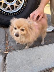 Found/Stray Female Dog last seen Bullard between maroa and palm, Fresno, CA 93650