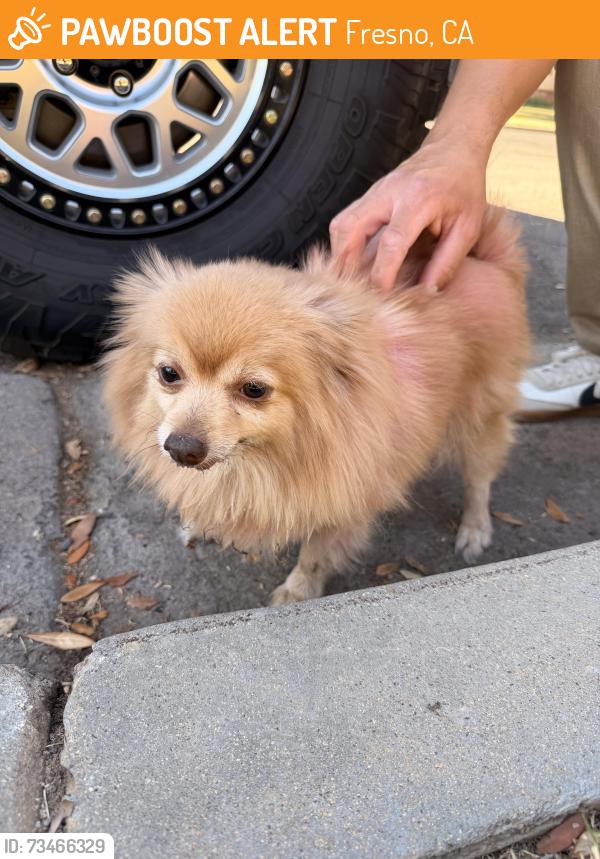 Found/Stray Female Dog last seen Bullard between maroa and palm, Fresno, CA 93650