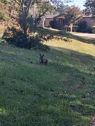 Found/Stray Unknown Dog last seen Childress circle, Berea, SC 29617