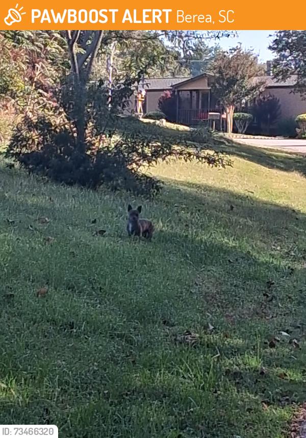 Found/Stray Unknown Dog last seen Childress circle, Berea, SC 29617