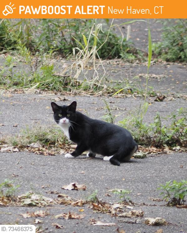 Found/Stray Unknown Cat last seen Empty lot behind the Citgo gas station (accessible from the river walk), New Haven, CT 06515