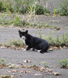 Found/Stray Unknown Cat last seen Empty lot behind the Citgo gas station (accessible from the river walk), New Haven, CT 06515
