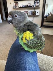 Lost Male Bird last seen Bolsa Chica and Heil, Huntington Beach, CA 92649