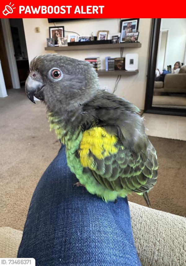 Lost Male Bird last seen Bolsa Chica and Heil, Huntington Beach, CA 92649