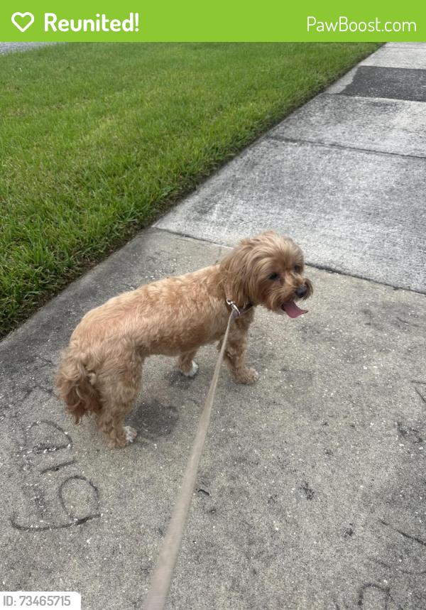 Reunited Female Dog last seen Sandberry rd. And Hard rock circle, Orlando, FL 32819