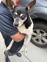 Found/Stray Female Dog last seen Garrett Dr & Sandy Springs Rd, Anderson County, SC 29625