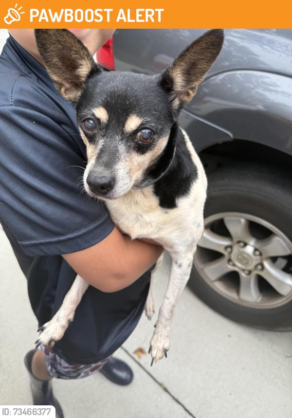 Found/Stray Female Dog last seen Garrett Dr & Sandy Springs Rd, Anderson County, SC 29625