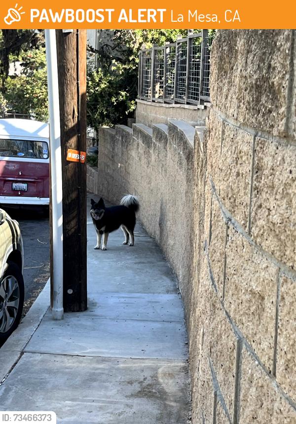 Found/Stray Unknown Dog last seen Vista Drive, La Mesa, La Mesa, CA 91941