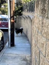 Found/Stray Unknown Dog last seen Vista Drive, La Mesa, La Mesa, CA 91941
