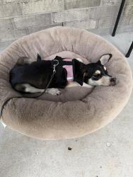 Found/Stray Male Dog last seen Moorehead rd Conroe tx 77302, Montgomery County, TX 77302