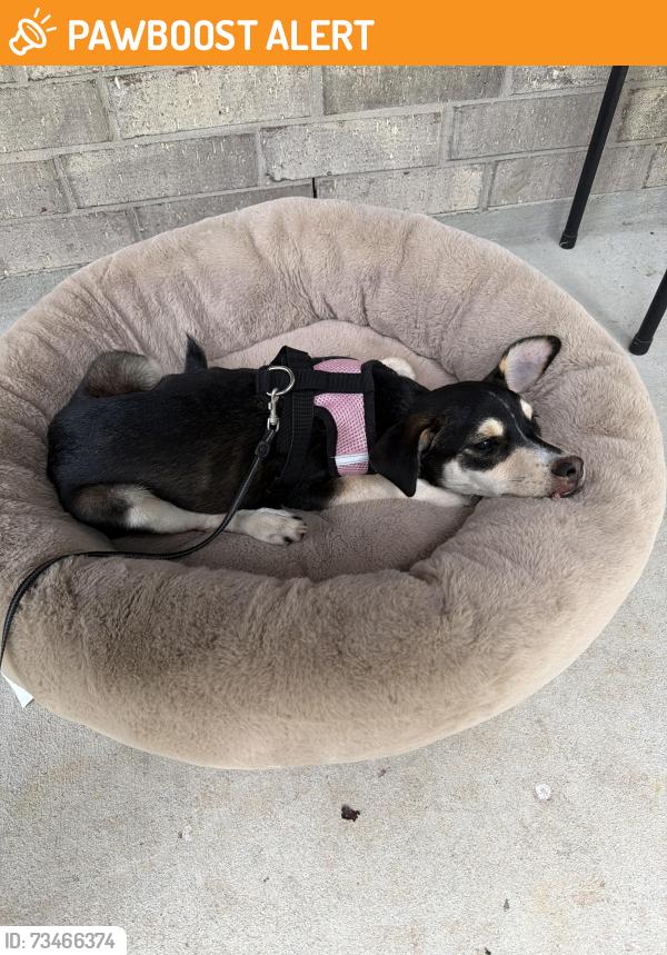 Found/Stray Male Dog last seen Moorehead rd Conroe tx 77302, Montgomery County, TX 77302