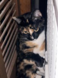 Reunited Female Cat last seen 73rd St and Linden Ave, Seattle, WA 98103