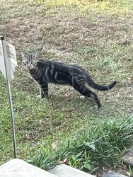Found/Stray Unknown Cat last seen Poplar Blvd. and Kenwood St. in the Belhaven neighborhood., Jackson, MS 39202