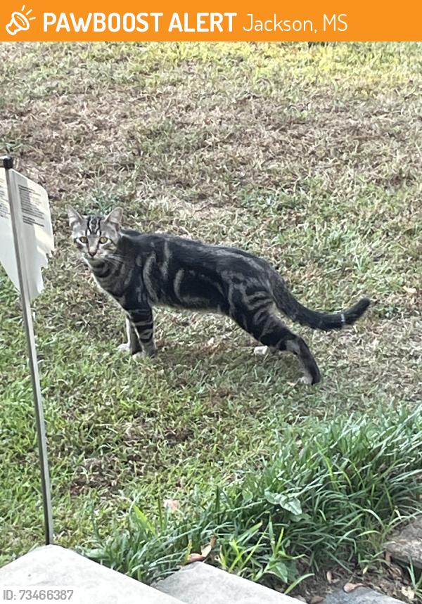 Found/Stray Unknown Cat last seen Poplar Blvd. and Kenwood St. in the Belhaven neighborhood., Jackson, MS 39202