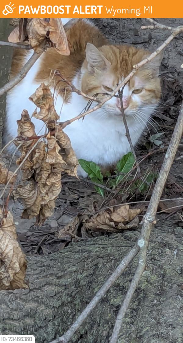 Found/Stray Unknown Cat last seen Nagel, Wyoming, MI 49509