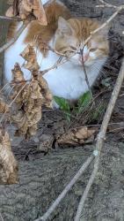 Found/Stray Unknown Cat last seen Nagel, Wyoming, MI 49509