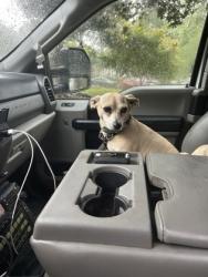 Shelter Stray Female Dog last seen Near E Kildare avenue nw, Atlanta, GA, 1251 Fulton Industrial Blvd NW, Atlanta, GA 30336, USA
