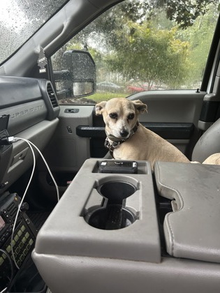 Shelter Stray Female Dog last seen Near E Kildare avenue nw, Atlanta, GA, 1251 Fulton Industrial Blvd NW, Atlanta, GA 30336, USA