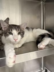 Shelter Stray Male Cat last seen Near Peachtree Dunwoody Rd NE,, Sandy Springs, GA, 1251 Fulton Industrial Blvd NW, Atlanta, GA 30336, USA