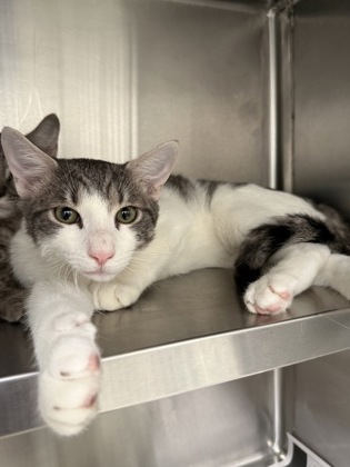 Shelter Stray Male Cat last seen Near Peachtree Dunwoody Rd NE,, Sandy Springs, GA, 1251 Fulton Industrial Blvd NW, Atlanta, GA 30336, USA