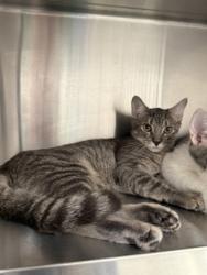 Shelter Stray Female Cat last seen Near Peachtree Dunwoody Rd NE,, Sandy Springs, GA, 1251 Fulton Industrial Blvd NW, Atlanta, GA 30336, USA
