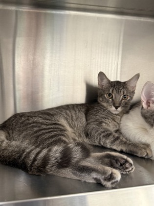 Shelter Stray Female Cat last seen Near Peachtree Dunwoody Rd NE,, Sandy Springs, GA, 1251 Fulton Industrial Blvd NW, Atlanta, GA 30336, USA
