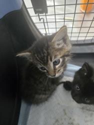 Shelter Stray Male Cat last seen Near Hesket Rd, Oakland, CA, 1101 29th Ave, Oakland, CA 94601, USA