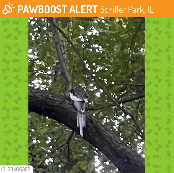 Found/Stray Unknown Bird last seen near the edge of the forest all the way across the field, Schiller Park, IL 60176