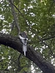 Found/Stray Unknown Bird last seen near the edge of the forest all the way across the field, Schiller Park, IL 60176