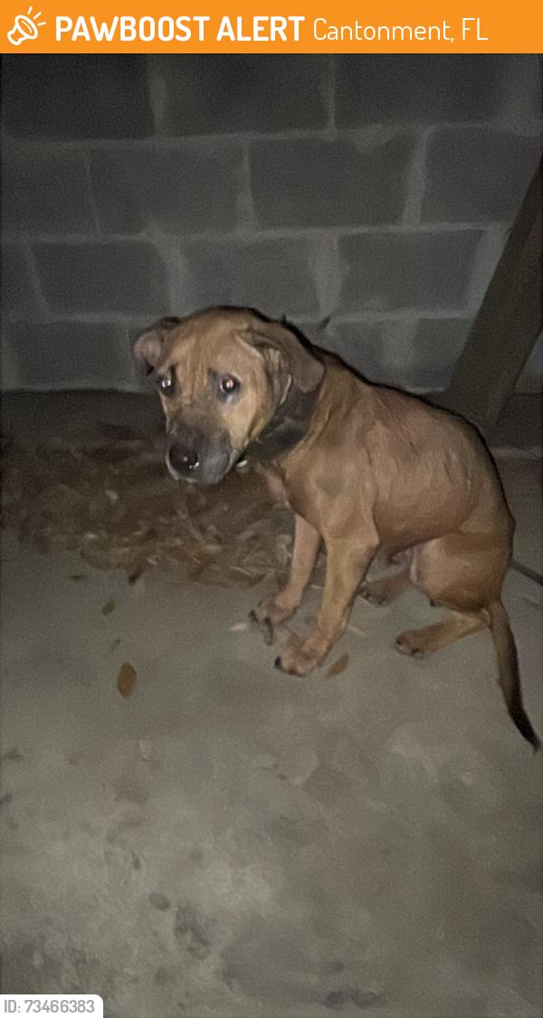 Found/Stray Female Dog last seen Hattie’s Marie Cafe, Cantonment, FL 32533