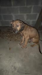 Found/Stray Female Dog last seen Hattie’s Marie Cafe, Cantonment, FL 32533