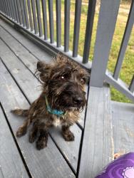 Found/Stray Male Dog last seen Cade road, Monterey, TN 38574